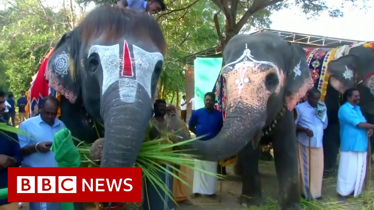 India elephant 'rejuvenation camp' lets temple animals 'relax' - BBC News