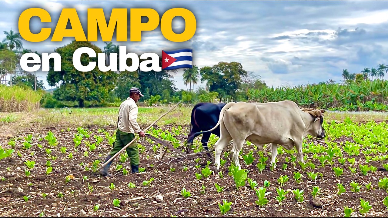Con ESTO SOBREVIVIR un CAMPESINO en un CAMPO en Cuba🇨🇺