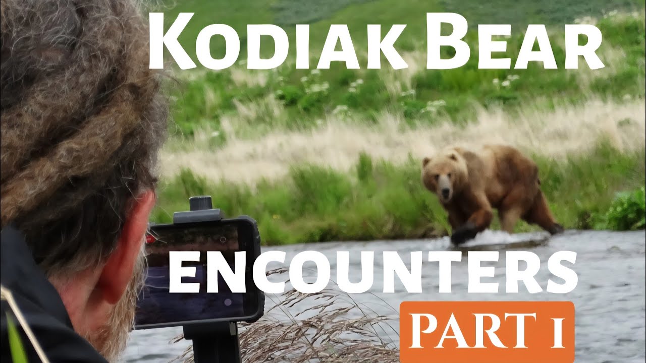 Kodiak bear encounters! Part 1, 2025