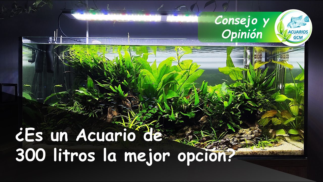 Acuario de 300 Litros ¿ES LA MEJOR OPCIÓN? Consejos y Opinión Personal