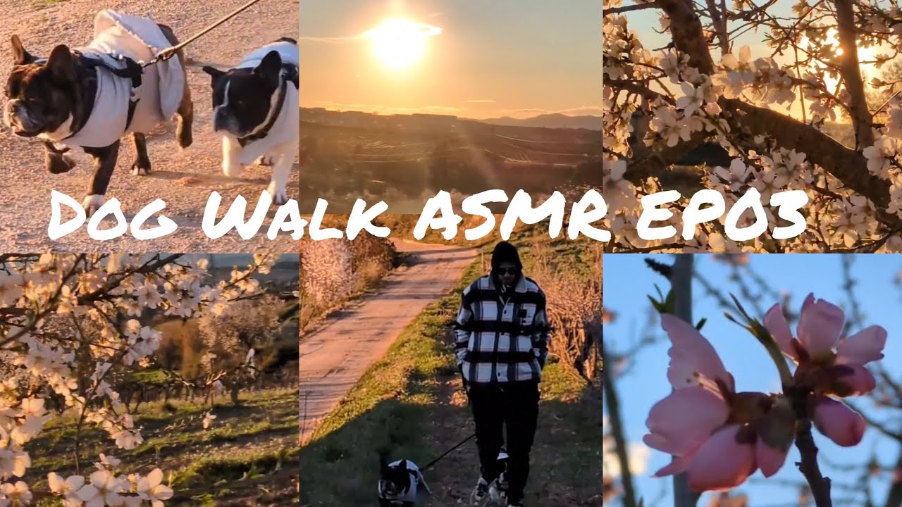 Walking  dogs ASMR EP03 | Blossom and golden fields