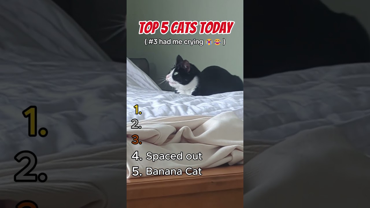 Top 5 Funny Cats Today 