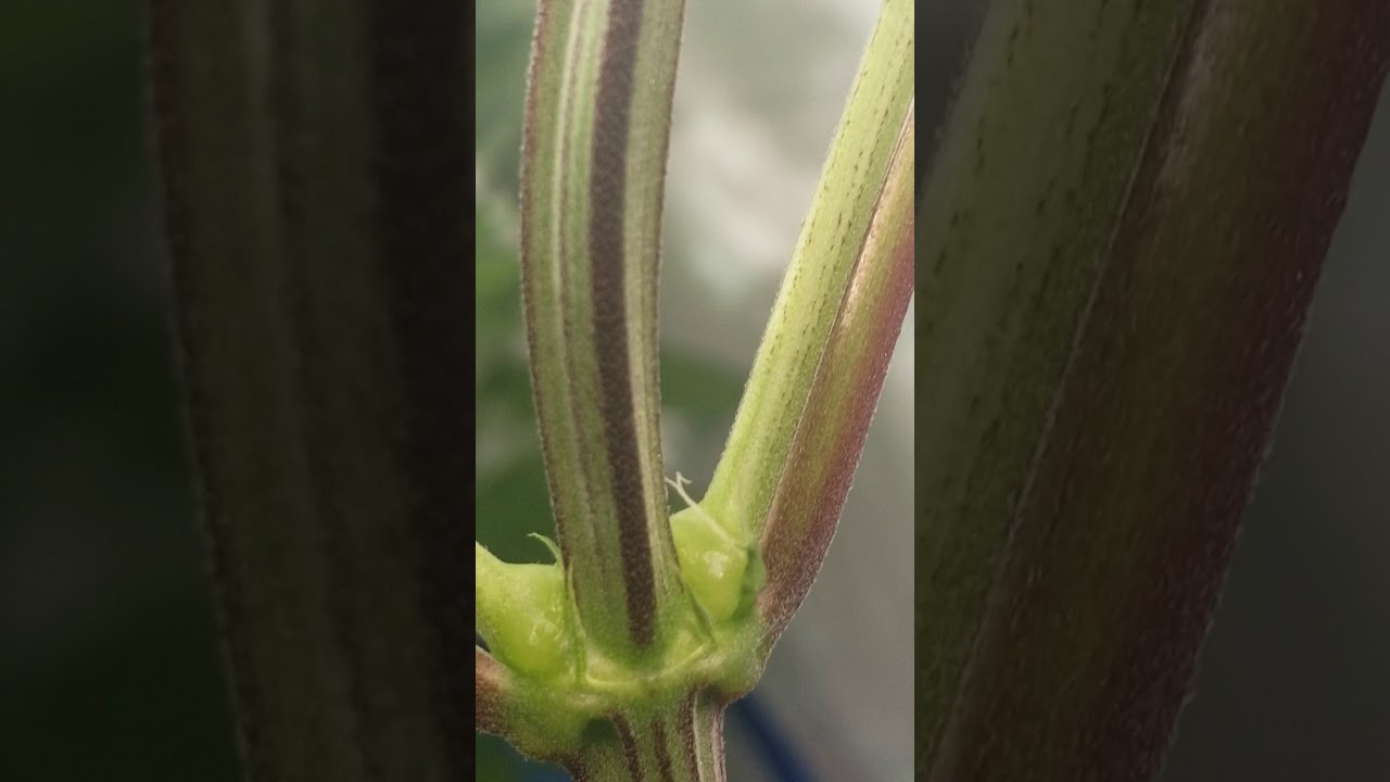Hermaphrodite identified