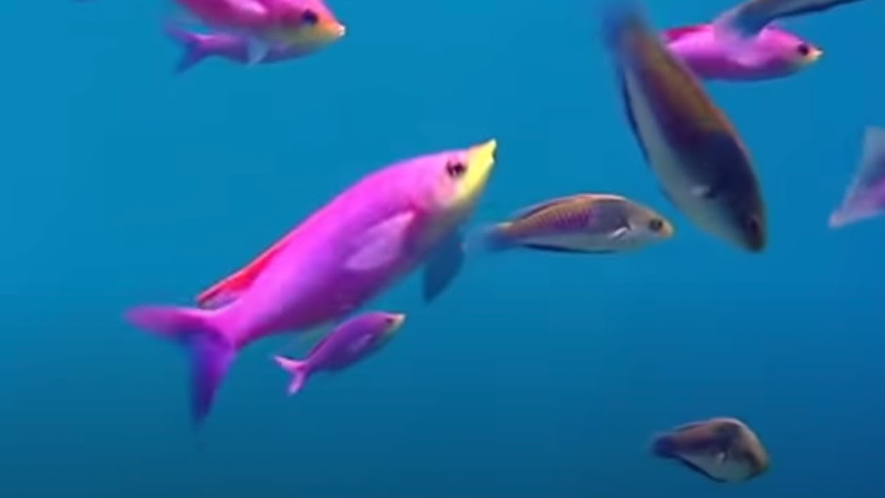 Coral Reef Fish Danger | Blue Planet | BBC Environment
