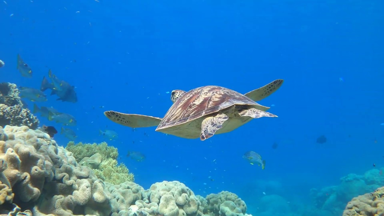 Buceo en la Gran Barrera de coral Australiana