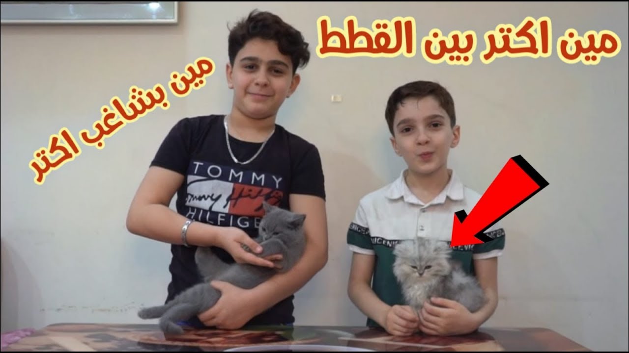تحدي مين اكتر بين القطط || مين مشاغب اكتر ؟؟