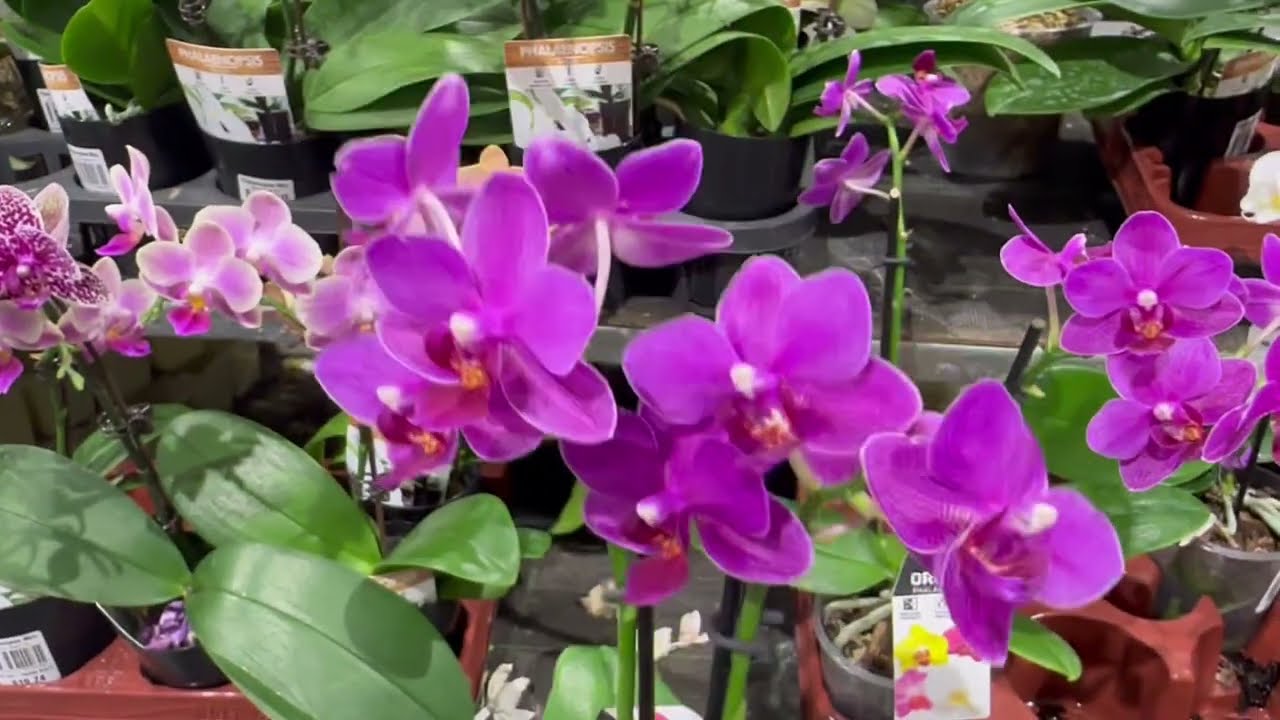First shopping in the new year🥰 - Shop with me at Bunnings #plantlover 