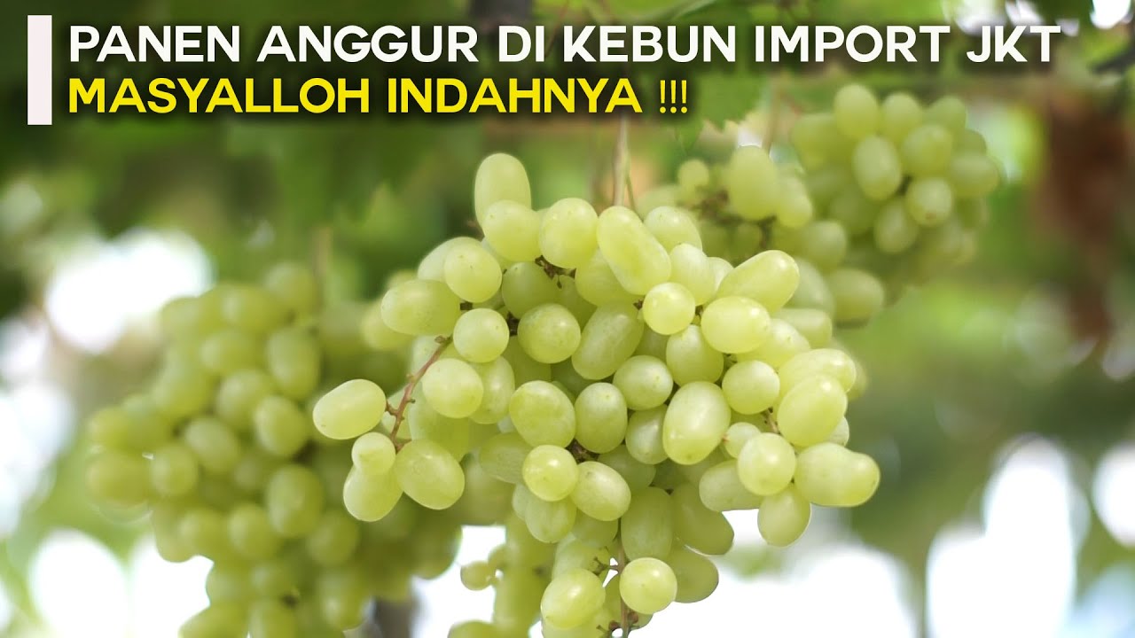 PANEN ANGGUR DIKEBUN ANGGUR IMPORT JKT, MASYALLOH INDAHNYA !!!