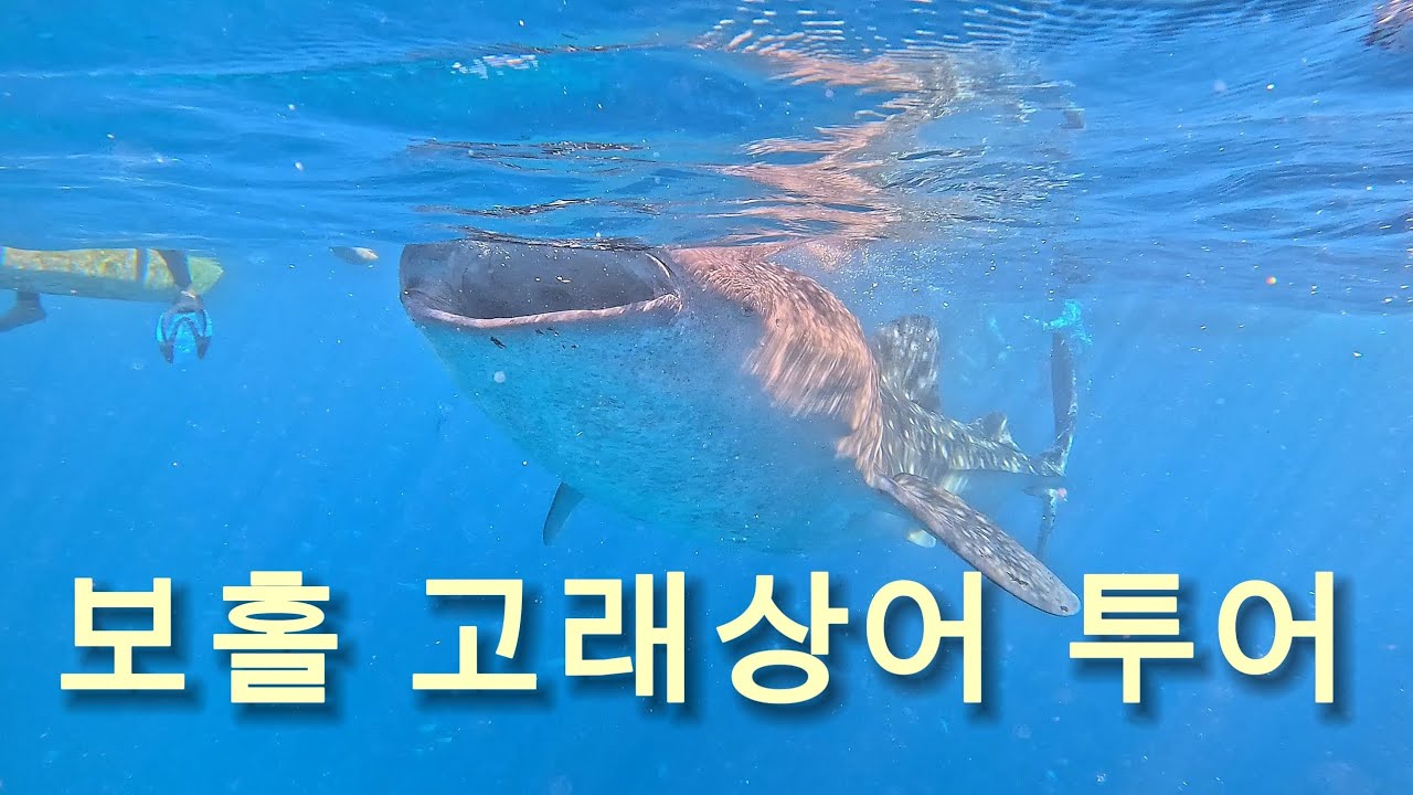 보홀 고래상어 투어 !!! 보홀에서 오슬롭으로 가자 !!
