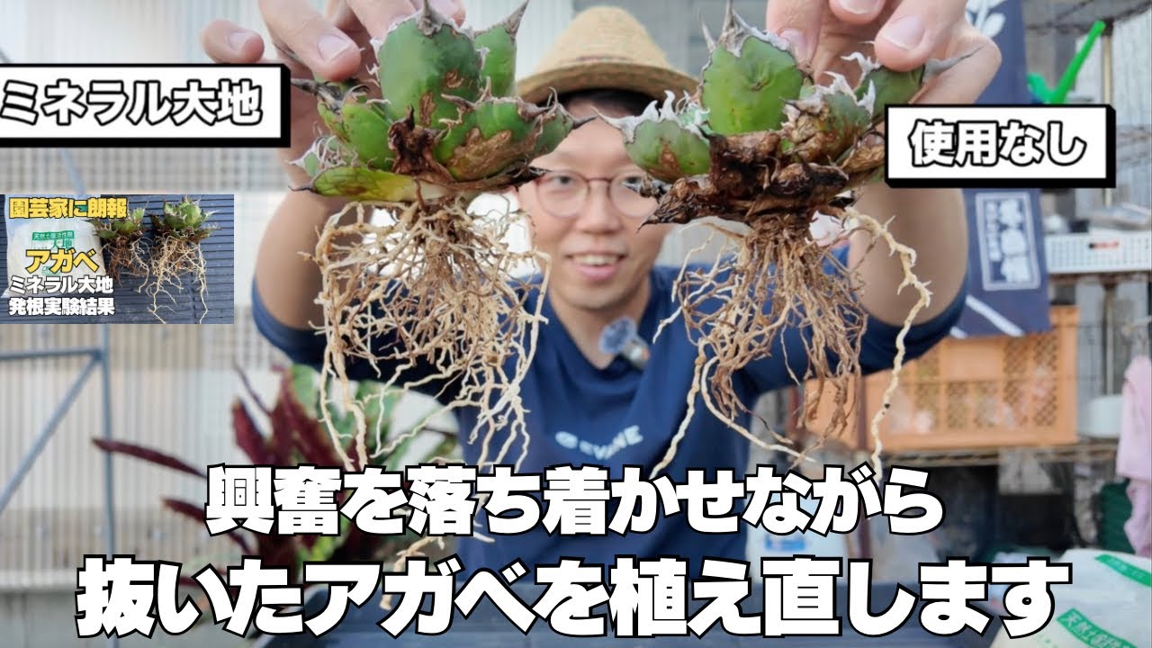 【大興奮の後】ミネラル大地発根実験で抜いたアガベを植え直す