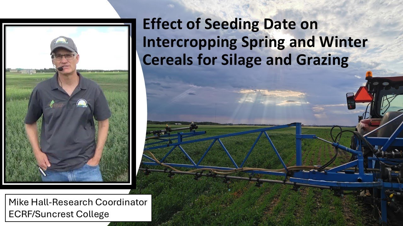 Effect of Seeding Date on Cereal Intercrops for Greenfeed and Grazing 2024