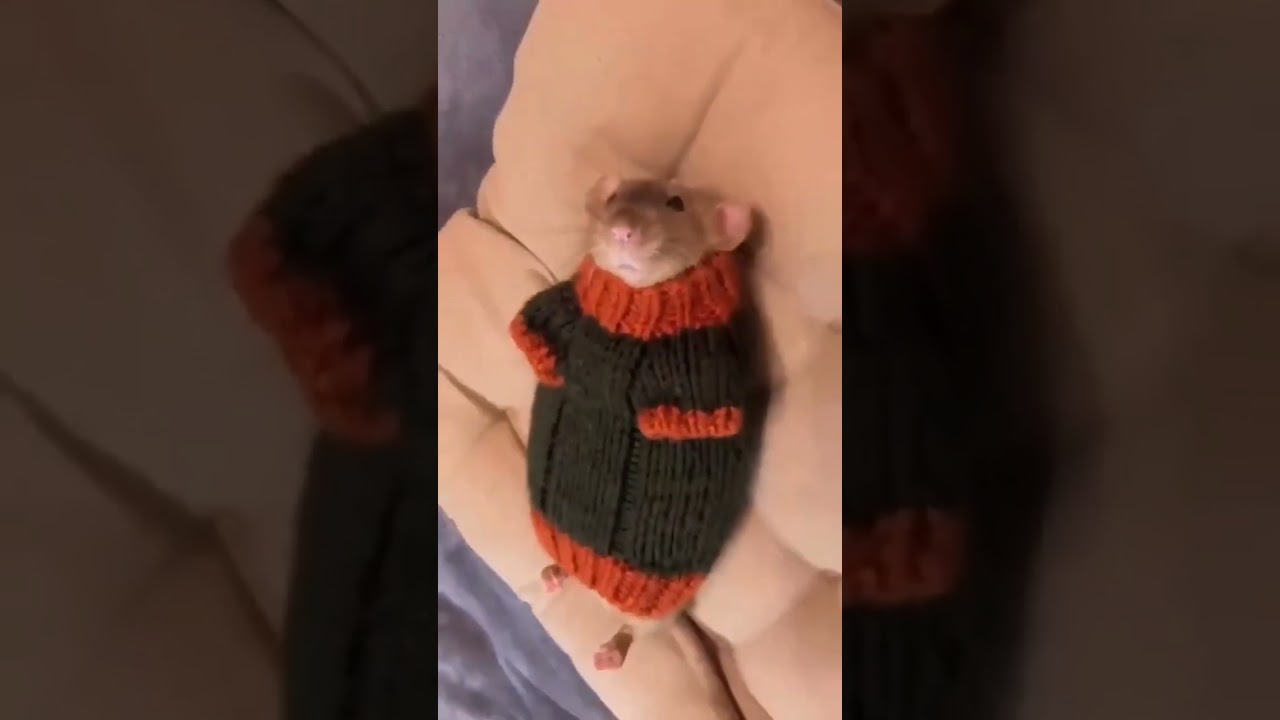 #funny #gracioso #adorable #divertido #hashtag #animals #animal #rat #rata