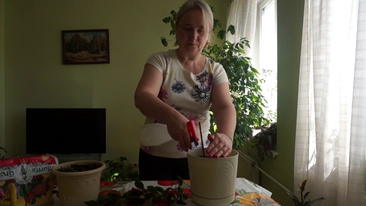 Колерия пушистоцветковая. Способы размножения колерии пушистоцветковой.