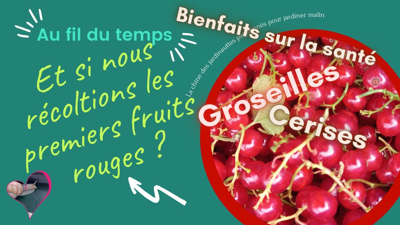 Récolter les premiers fruits rouges
