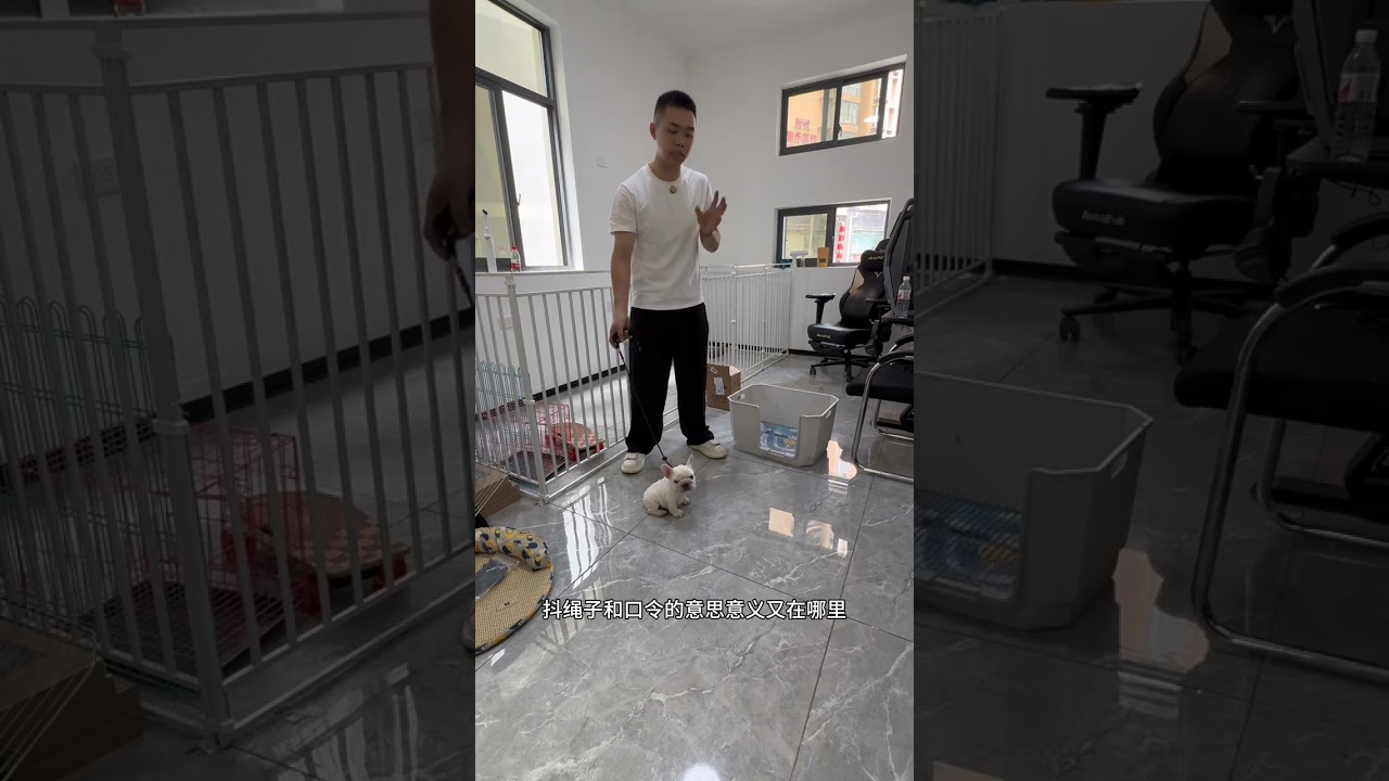 剛到家的幼犬訓練定點上廁所詳細教程來啦 #法牛 #狗狗定點上廁所 #狗狗亂拉亂尿怎麼訓 #重慶訓犬