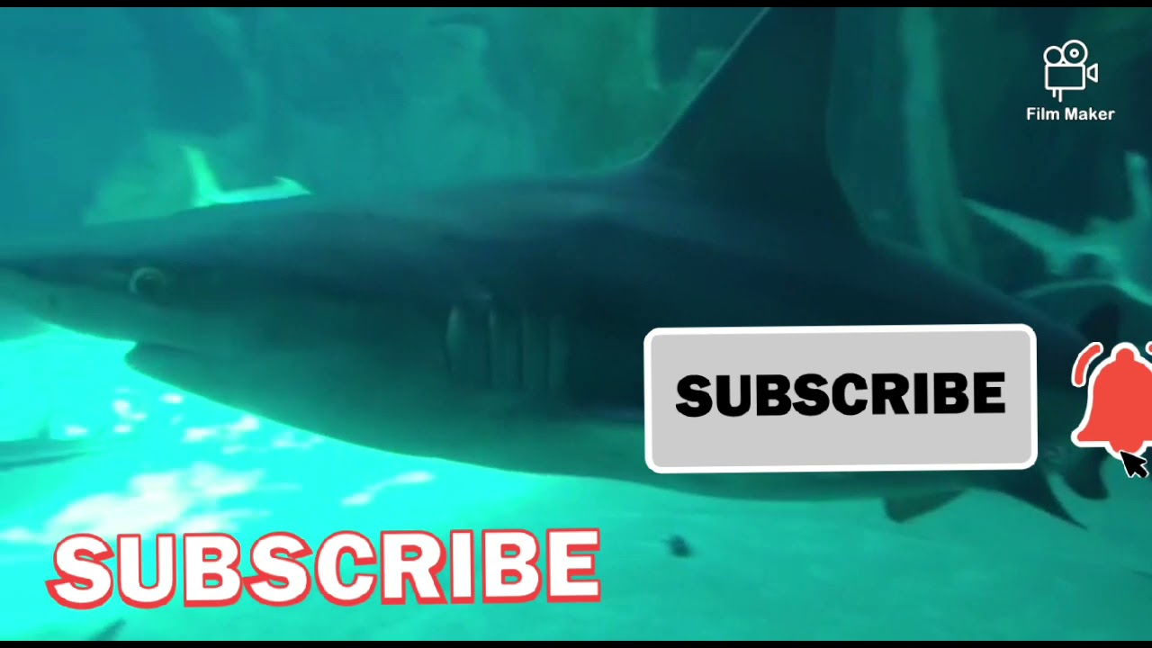 ZOO .DE .MADRID--ESPAÑA..NEW.2021