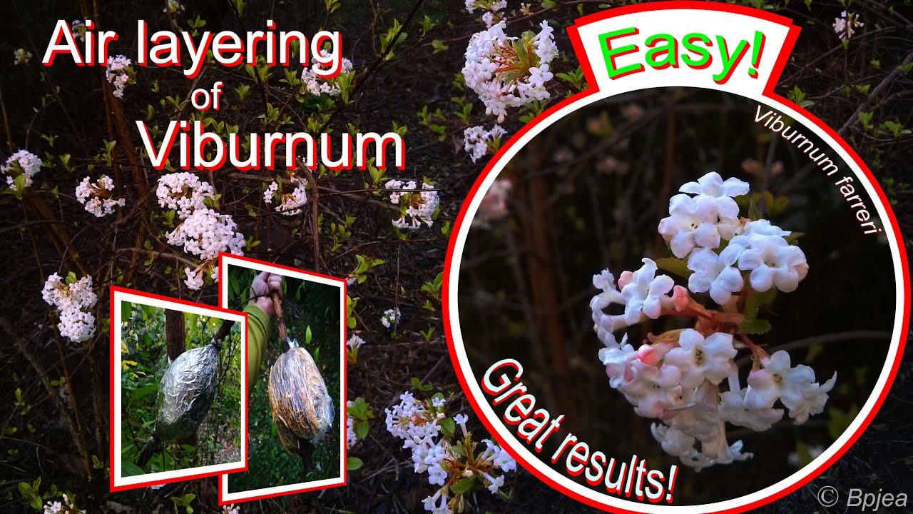 Air-layering of Viburnum