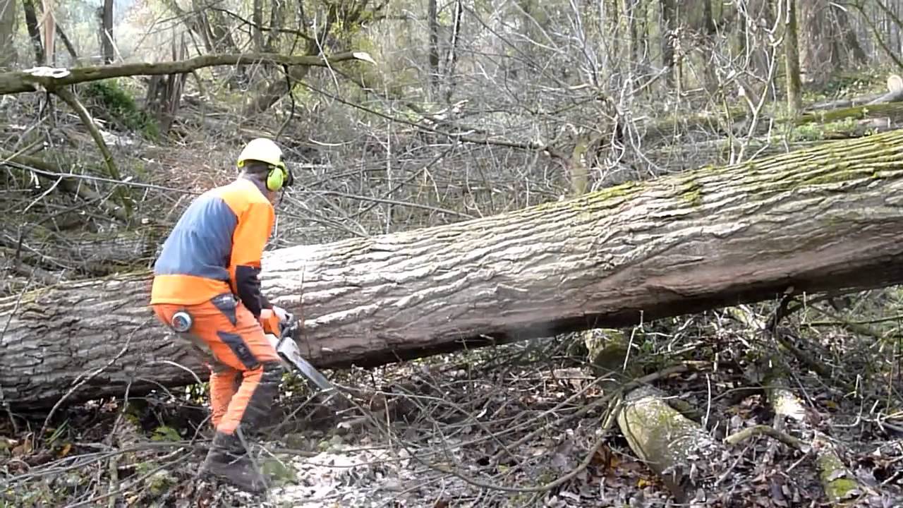 Big poplar harvest with STIHL