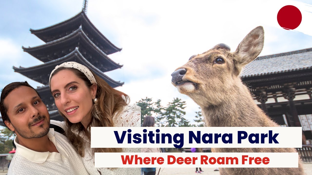 Omg They were aggressive 😅 Experience Nara Park , Japan’s Deer Paradise 🇯🇵