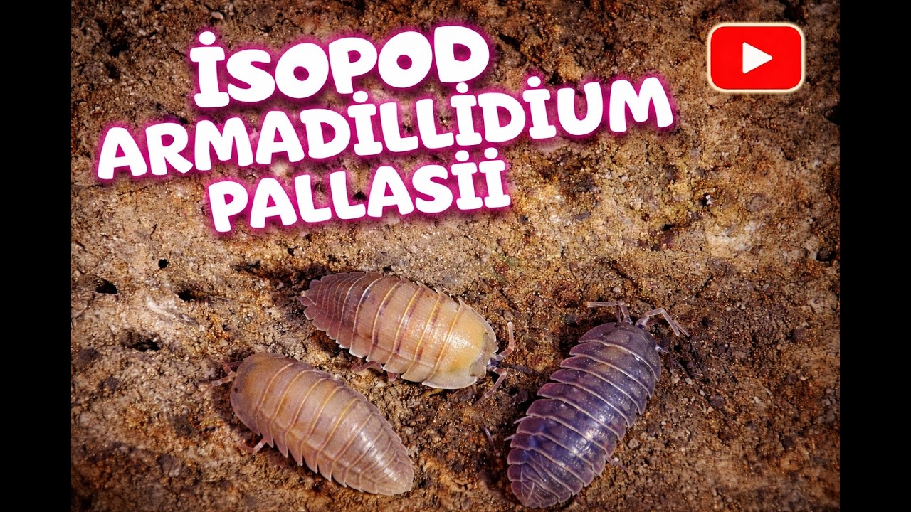 İSOPOD TERARYUM KURULUMU armadillidium pallasii