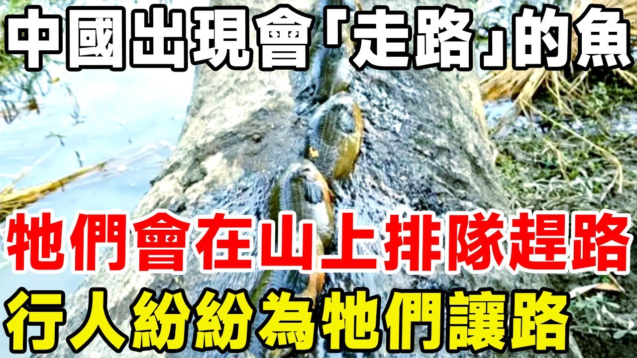 中國出現會「走路」的魚，牠們會在山上排隊趕路，行人紛紛為牠們「讓路」#科普 #科普頻道 #动物 #鱼