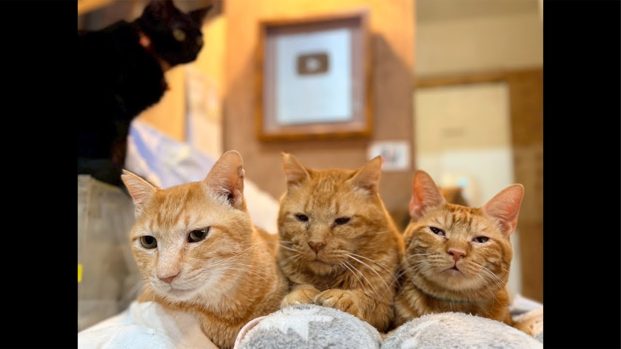 Your love keeps these cats alive.