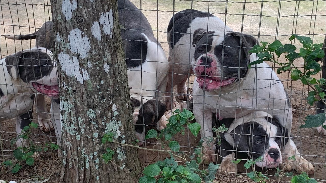 SunshineBulls Toya - Olde English Bulldogge. Uma das minhas melhores matrizes