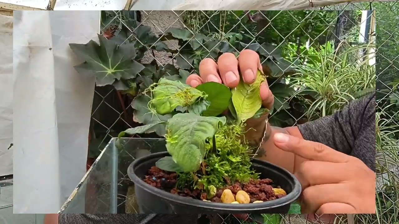 Anubias coffefolia mini PLANTAMIX vivero de Plantas acuaticas 