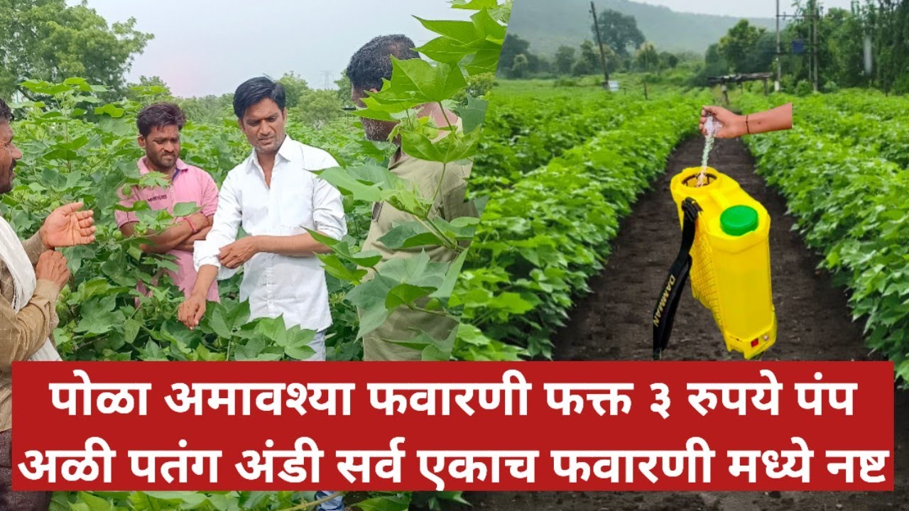 पोळा अमावस्या एकच फवारणी संपूर्ण अळी.अंडी.पतंग नष्ट पाती गळ कमी फक्त एक चूक नका करू पूर्ण व्हिडिओ