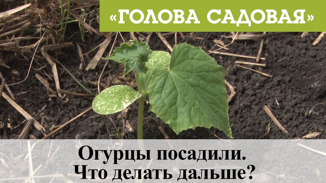 Голова садовая - Огурцы посадили. Что делать дальше?