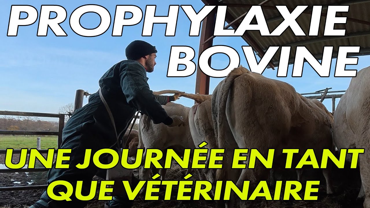 Prophylaxie Bovine : Une Journée avec un Vétérinaire Rural 🩺🐄