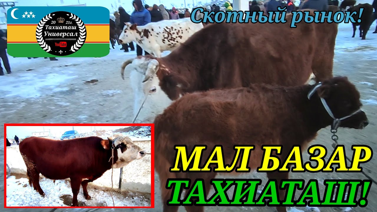 МАЛ БАЗАР СКОТНЫЙ РЫНОК #тахиаташ#каракалпакистан#бахалары#цены#сыйыр#бука#бузау#бык#корова#телята 