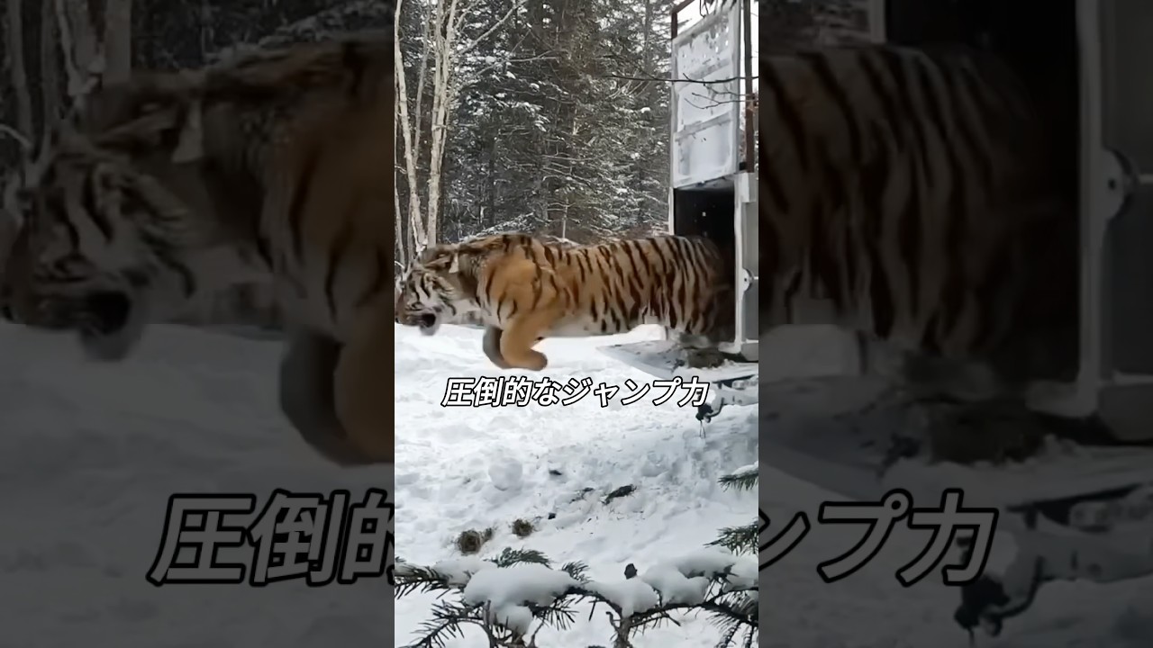 トラにはできるけど、ライオンにはできないこと