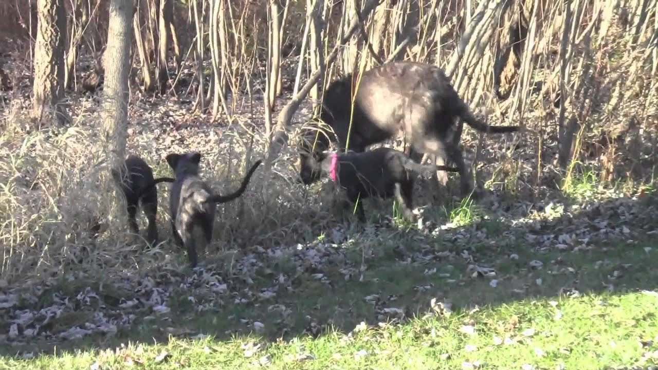 Quinn and Ghost's 10 Week Old Scottish Deerhound Pups