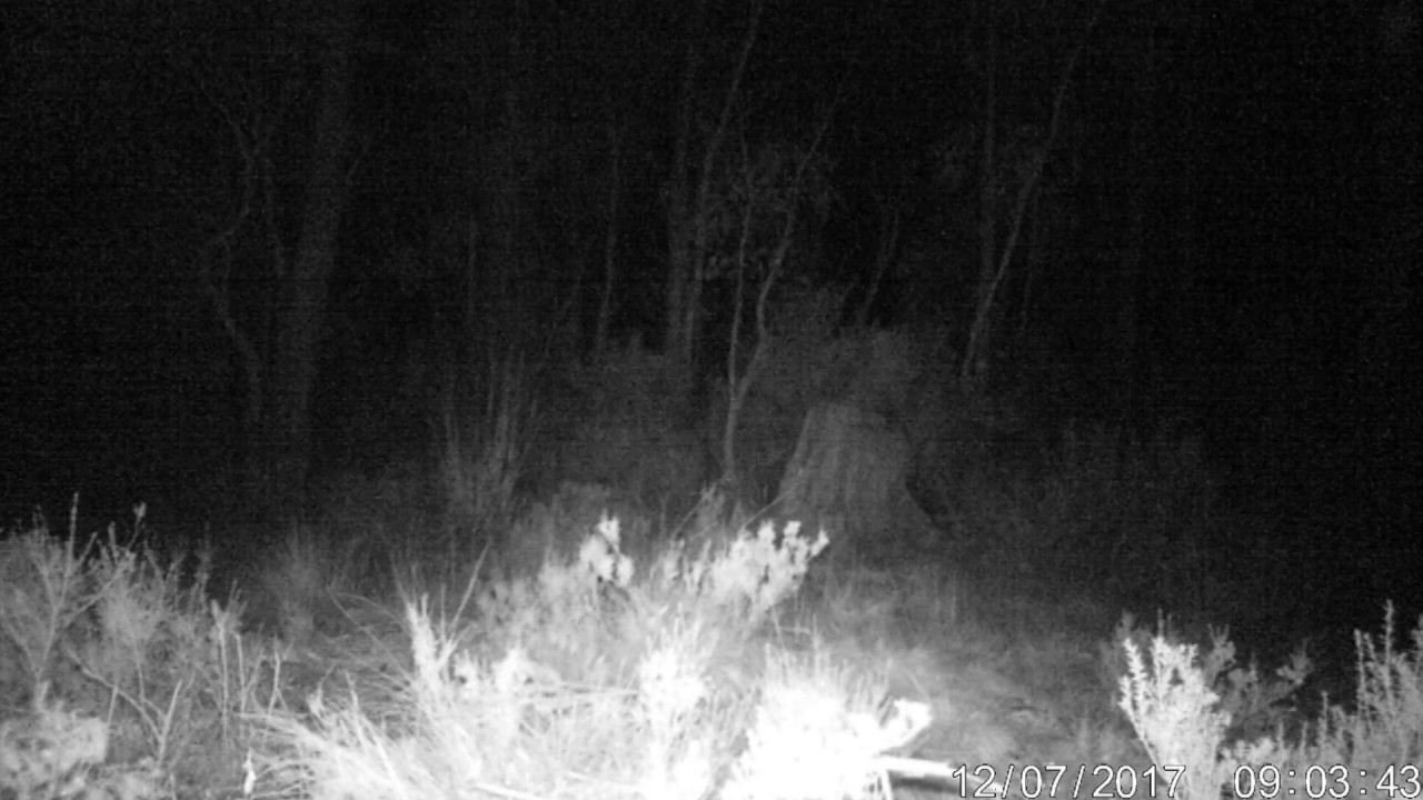 Tasmanian Tiger  has returned -Save the thylacine group