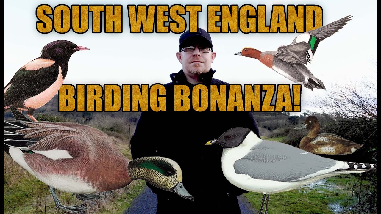 SOUTH WEST ENGLAND BIRDING BONANZA!