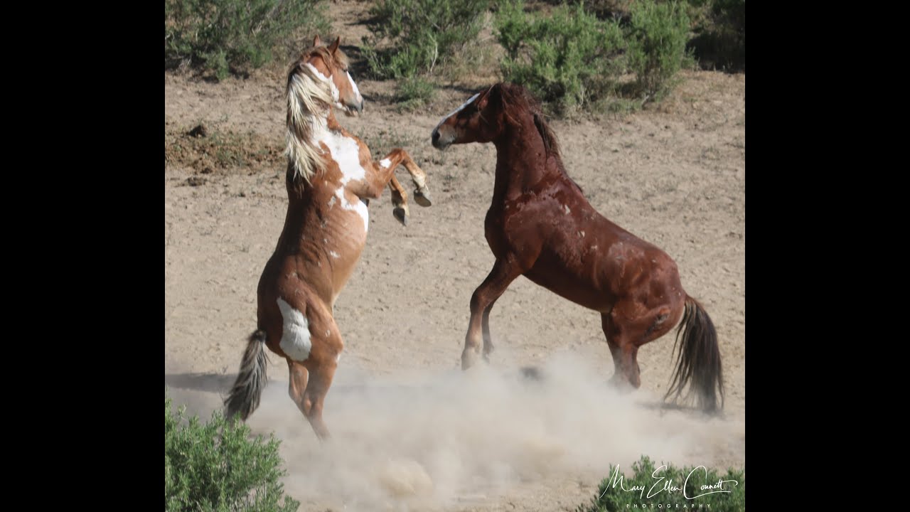Wild Mustang Encounters in the Sand Wash Basin June 2020