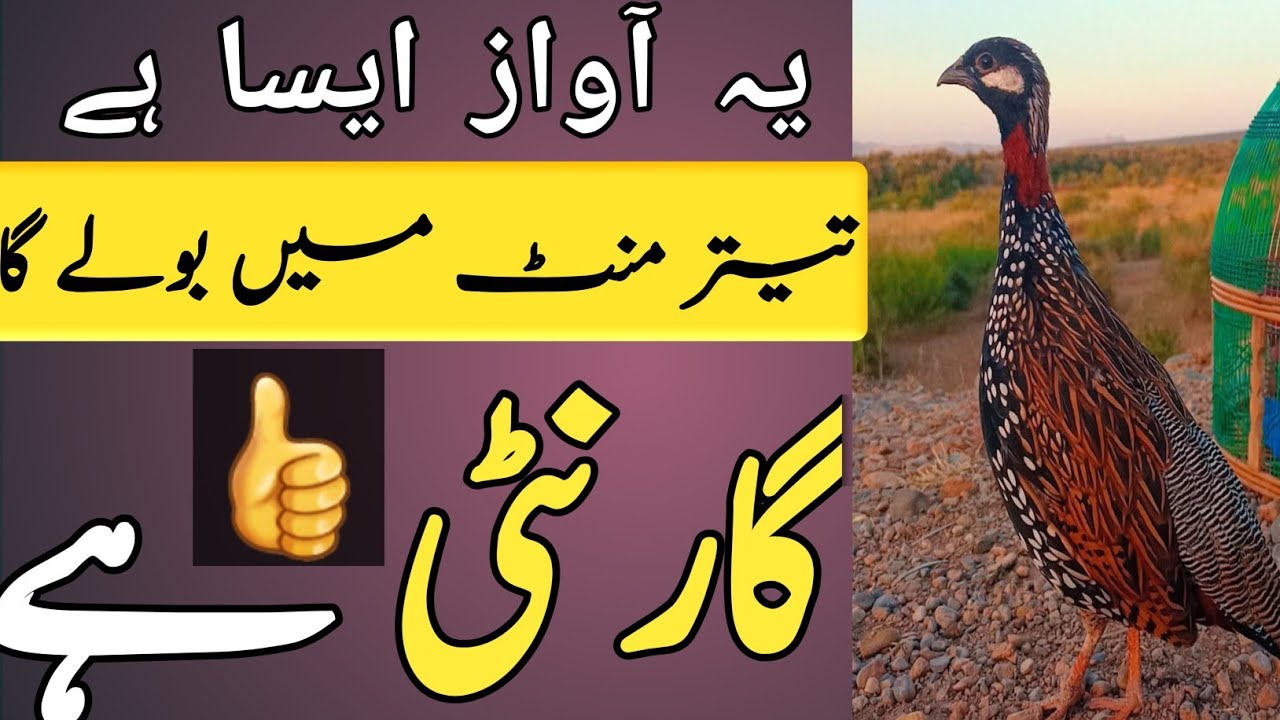 Teetar ko bulane wali awaaz|Kale Teetar ki awaaz|black teetar video|froncolin voice