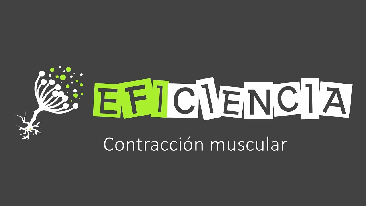 CONTRACCIÓN MUSCULAR. Explicada a Fondo!!