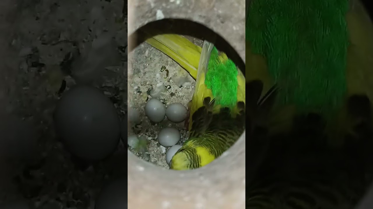 Full breeding mute running birds🤗#abhayapuri #bongaigaon #budgies 