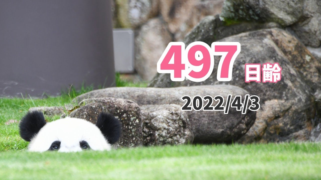 【ジャイアントパンダ（楓浜）】かくれんぼ楓浜（497日齢）