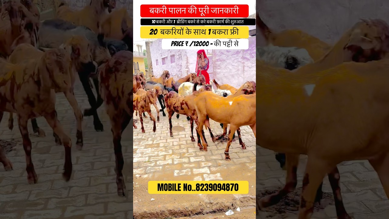 बकरी पालन की ये जानकारी सुन कर आप हो जाएँगे हैरान 😯 🫵✅ #goats #goatfarm #viralshort #video #bakra