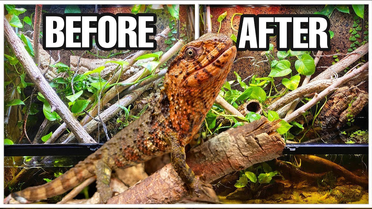 I TORE DOWN MY PALUDARIUM! CHINESE CROCODILE LIZARDS
