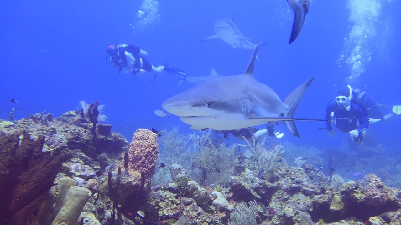 Buceo con tiburones en Roat&aacute;n - Mayo 2025