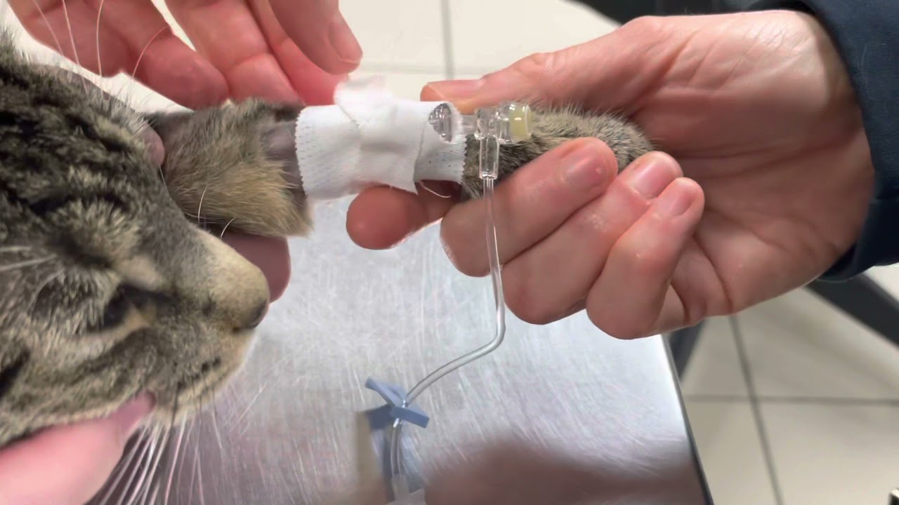 IV Catheter Placement