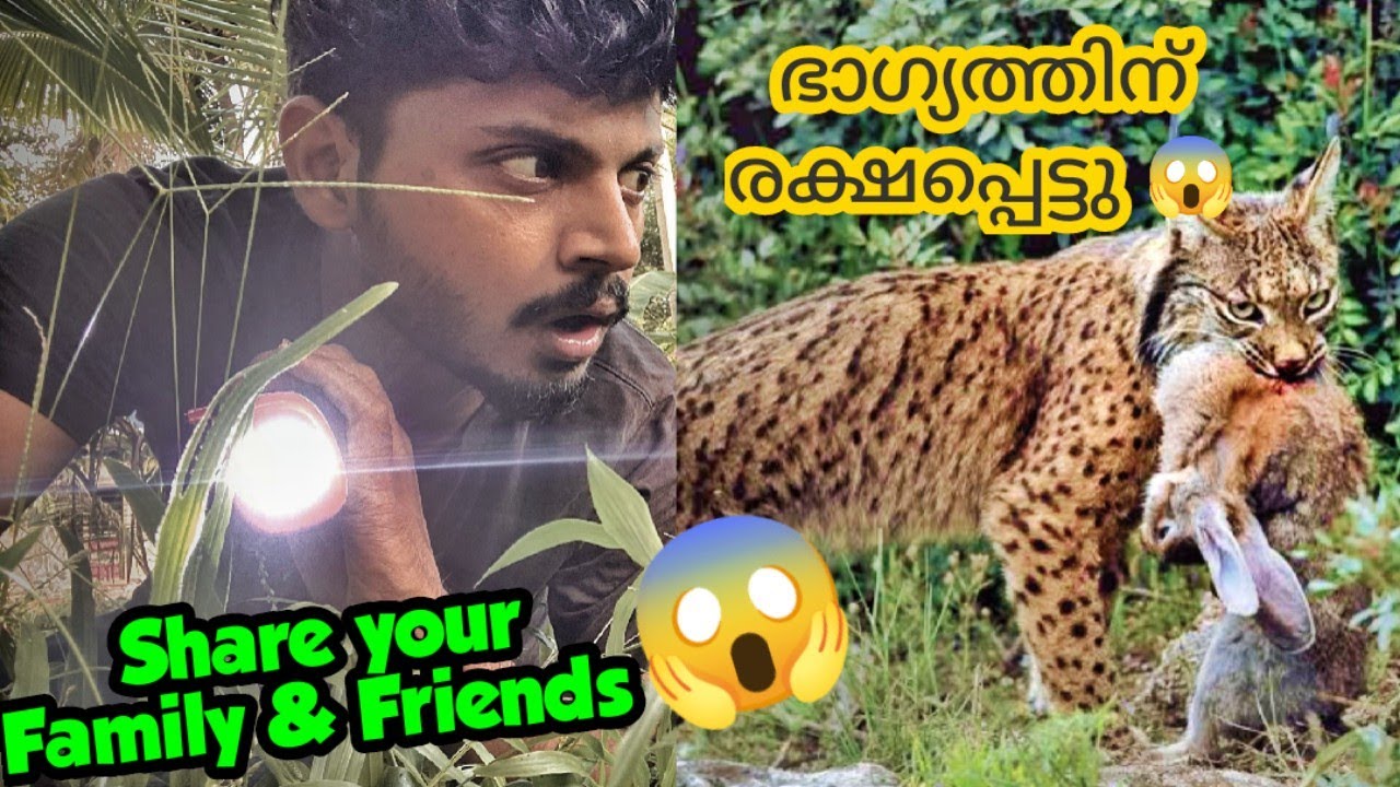 രാത്രിയിൽ കണ്ട ജീവി  | വളർത്തു മൃഗങ്ങളെ കൊന്ന് ചോര കുടിക്കുന്ന ജീവി 😱 മരപ്പട്ടി | | Wild Cat