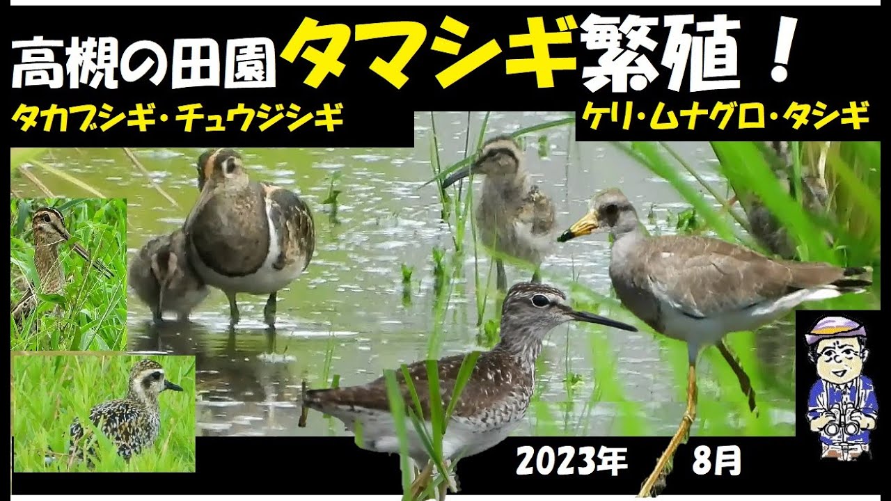タマシギ繁殖、チュウジシギ、ムナグロ、タカブシギも、8月の大阪高槻の淀川近くの田園地帯、三島江、玉川辺り、うっちー探検発見ほっとけん、内山裕之、 野鳥観察