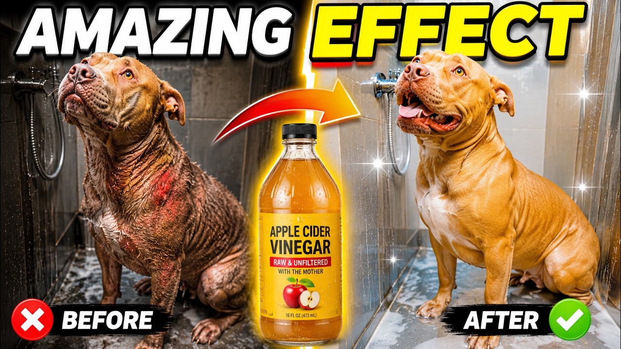 The Amazing Effect of Apple Cider Vinegar For Dogs