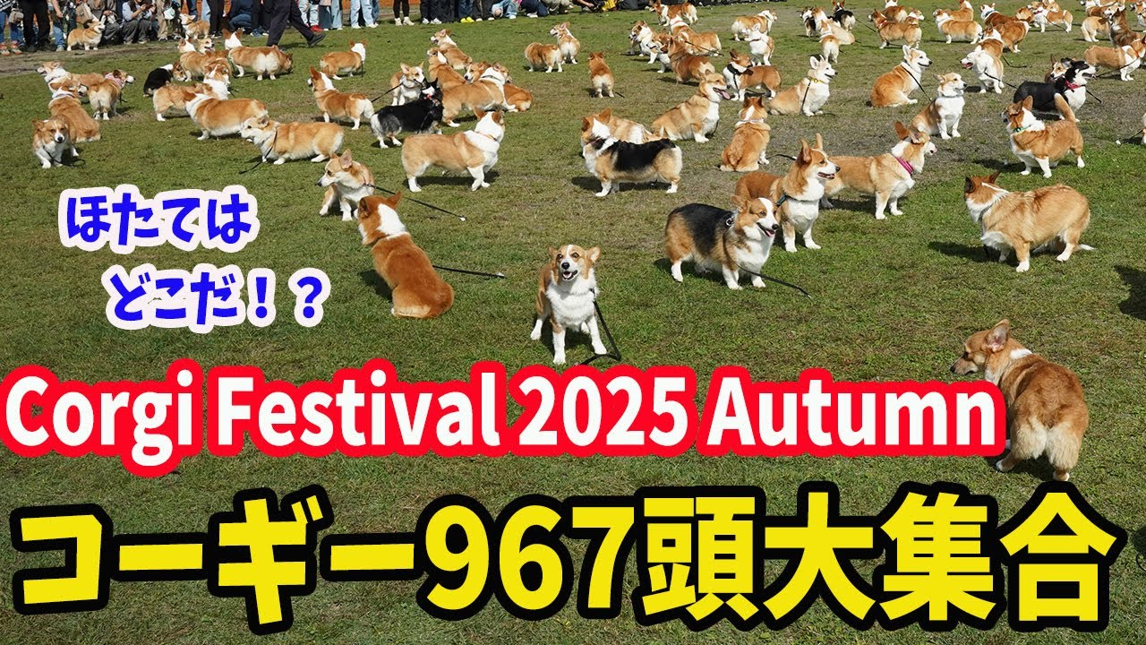 【コーギフェスティバル2025秋in山中湖】ニヤニヤが止まらない！コギ友が出来る、出逢える！967コギの世界！今回もたくさんのコギさんにご挨拶できました