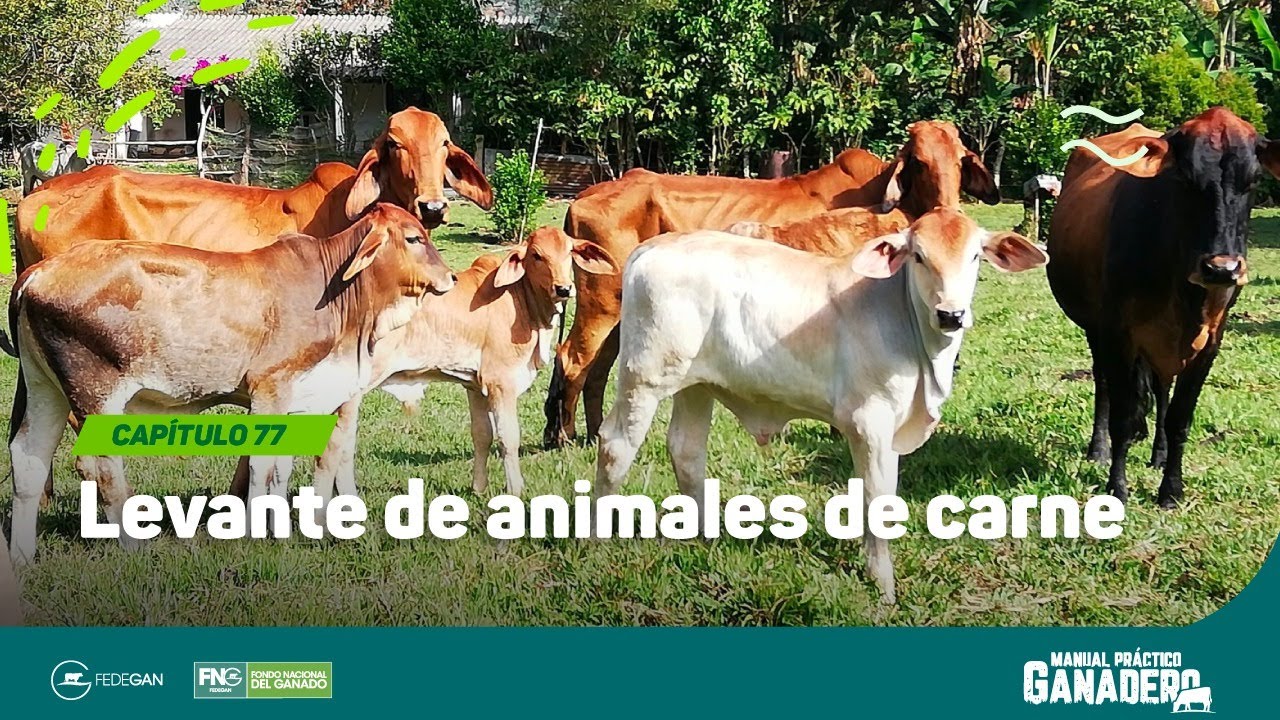 Cap 77 - Levante de animales de carne #manualpracticoganadero